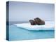 Group of Walrus on ice-Paul Souders-Premier Image Canvas