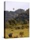 Group of White Rhinos and Balloon, Pilanesberg National Park, Sun City, South Africa, Africa-Peter Groenendijk-Premier Image Canvas