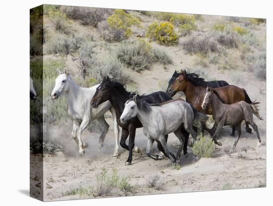 Group of Wild Horses, Cantering Across Sagebrush-Steppe, Adobe Town, Wyoming-Carol Walker-Premier Image Canvas