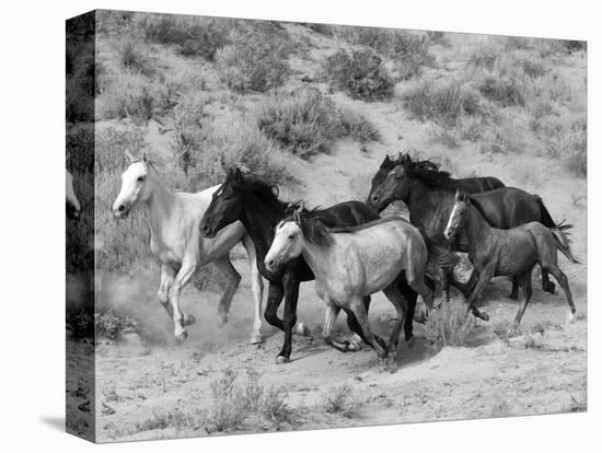 Group of Wild Horses, Cantering Across Sagebrush-Steppe, Adobe Town, Wyoming-Carol Walker-Premier Image Canvas