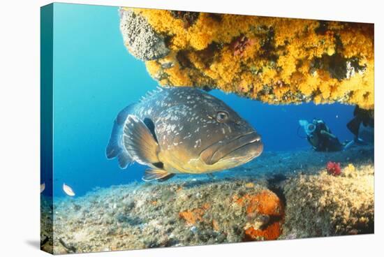 Grouper by Coral with Scuba Diver-null-Premier Image Canvas