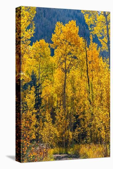 Grouping of aspen trees on a trail, Colorado-Mallorie Ostrowitz-Premier Image Canvas