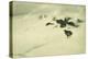 Grouse in a Snow Storm, 1890-Bruno Andreas Liljefors-Premier Image Canvas