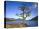 GrovŸbritannien, Schottland, Strathclyde, Loch Lomond, Binnengewv¤Sser, Binnensee, See-Thonig-Premier Image Canvas