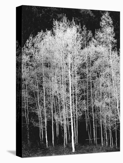 Grove of Aspen Trees (Populus Tremuloides), in Late Afternoon-David Epperson-Premier Image Canvas