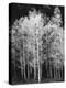 Grove of Aspen Trees (Populus Tremuloides), in Late Afternoon-David Epperson-Premier Image Canvas