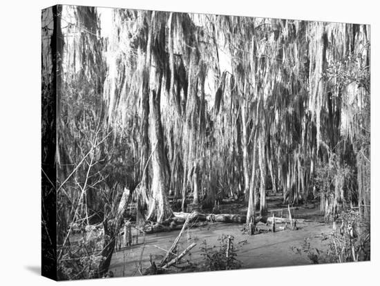 Groves of Oak and Cypress-null-Premier Image Canvas