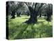 Groves of Olive Trees, Island of Naxos, Cyclades, Greece, Europe-David Beatty-Premier Image Canvas