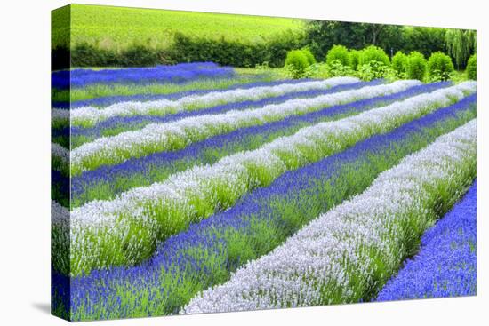 Growing White and Blue Lavender (Lavandula), Sequim, Olympic Peninsula-Richard Maschmeyer-Premier Image Canvas