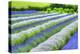 Growing White and Blue Lavender (Lavandula), Sequim, Olympic Peninsula-Richard Maschmeyer-Premier Image Canvas