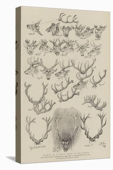 Growth of a Stag's Horns in One Season-John Everett Millais-Premier Image Canvas