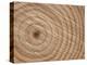 Growth Rings in Trunk of Spruce Tree, Norway-Pete Cairns-Premier Image Canvas