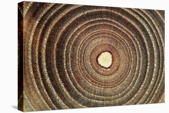 Growth Rings of a Tree-Georgette Douwma-Premier Image Canvas