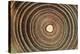 Growth Rings of a Tree-Georgette Douwma-Premier Image Canvas