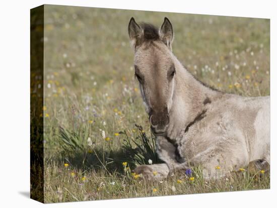 Grulla Colt Lying Down in Grass Field with Flowers, Pryor Mountains, Montana, USA-Carol Walker-Premier Image Canvas
