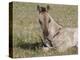 Grulla Colt Lying Down in Grass Field with Flowers, Pryor Mountains, Montana, USA-Carol Walker-Premier Image Canvas