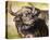 Grumpy Cape Buffalo-Joni Johnson-Godsy-Stretched Canvas