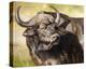 Grumpy Cape Buffalo-Joni Johnson-Godsy-Stretched Canvas