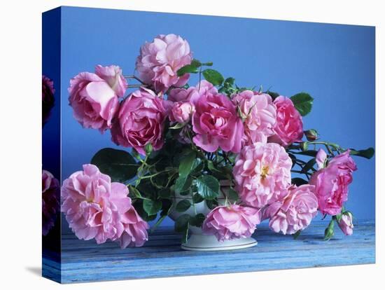 Grussan Achen Felicia and Centenaire de Lourdes Roses-Clay Perry-Premier Image Canvas