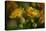 GS-Kalanchoe_1256-Gordon Semmens-Premier Image Canvas