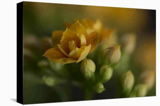 GS-Kalanchoe_1277-Gordon Semmens-Premier Image Canvas