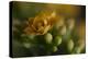 GS-Kalanchoe_1277-Gordon Semmens-Premier Image Canvas