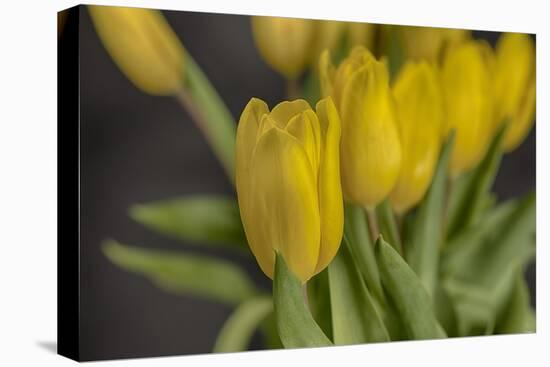 GS-Yellow Tulips_029-Gordon Semmens-Premier Image Canvas