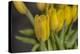 GS-Yellow Tulips_029-Gordon Semmens-Premier Image Canvas