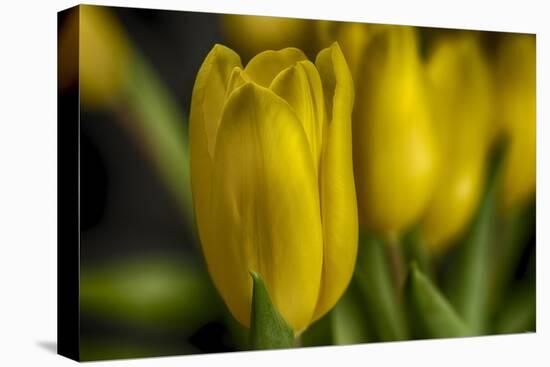 GS-Yellow Tulips_030-Gordon Semmens-Premier Image Canvas