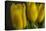 GS-Yellow Tulips_032-Gordon Semmens-Premier Image Canvas