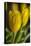 GS-Yellow Tulips_035-Gordon Semmens-Premier Image Canvas