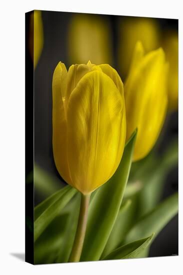 GS-Yellow Tulips_035-Gordon Semmens-Premier Image Canvas