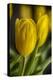 GS-Yellow Tulips_035-Gordon Semmens-Premier Image Canvas