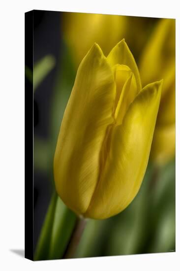 GS-Yellow Tulips_037-Gordon Semmens-Premier Image Canvas