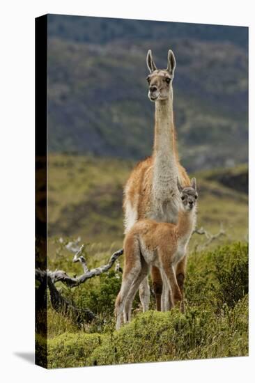 Guanaco and baby, Andes Mountain, Torres del Paine National Park, Chile. Patagonia-Adam Jones-Premier Image Canvas