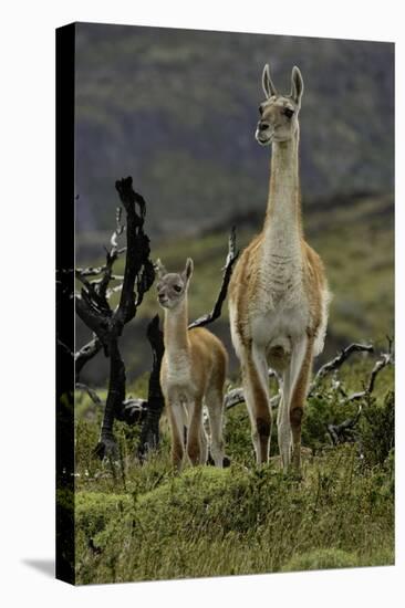 Guanaco and baby, Andes Mountain, Torres del Paine National Park, Chile, Patagonia-Adam Jones-Premier Image Canvas