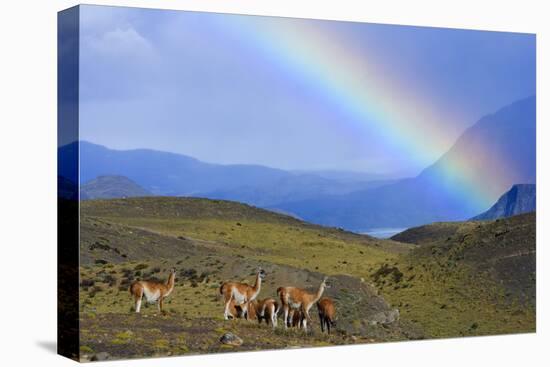 Guanaco Herd Grazing on Grassy Slopes-null-Premier Image Canvas