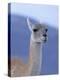 Guanaco in Torres del Paine National Park, Coquimbo, Chile-Andres Morya-Premier Image Canvas