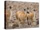 Guanaco (Lama guanicoe), National Park Los Cardones near Cachi. Argentina-Martin Zwick-Premier Image Canvas