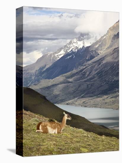 Guanaco (Lama Guanicoe) with Mountains and Lago Nordenskjsld in Background, Chile, South America-James Hager-Premier Image Canvas