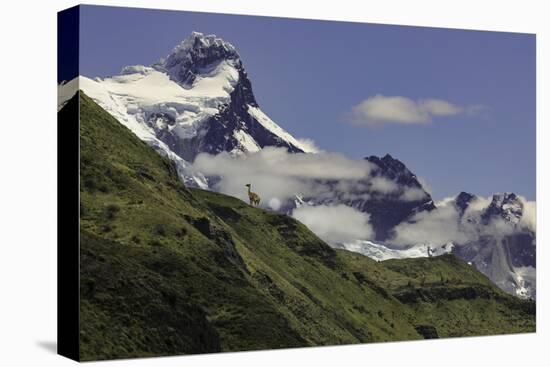 Guanaco on steep slope, Torres del Paine National Park, Chile, Patagonia, Patagonia-Adam Jones-Premier Image Canvas