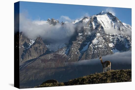 Guanaco with Cordiera del Paine in Back, Patagonia, Magellanic, Chile-Pete Oxford-Premier Image Canvas