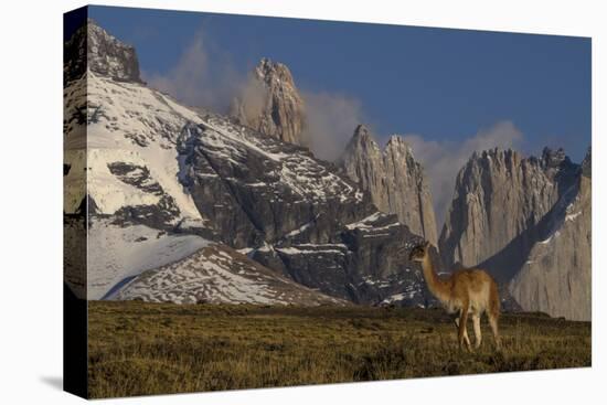 Guanaco with Cordiera del Paine in Back, Patagonia, Magellanic, Chile-Pete Oxford-Premier Image Canvas