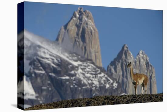 Guanaco with Cordiera del Paine, Torres del Paine, Patagonia, Chile-Pete Oxford-Premier Image Canvas