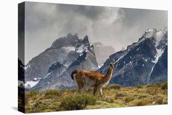 Guanaco with Cuernos in background, Torres Del Paine National Park, Region 12, Chile, Patagonia-Howie Garber-Premier Image Canvas