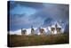 Guanacos (Lama Guanicoe) Grazing With Cuernos Del Paine Peaks In The Background-Jay Goodrich-Premier Image Canvas