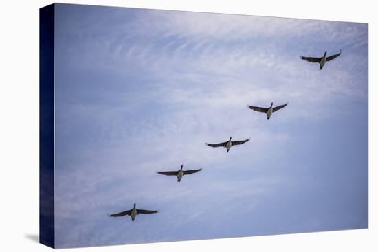 Guanay Cormorant or Shag (Phalacrocorax or Leucocarbo Bougainvillii) Birds Flying, Paracas, Peru-Matthew Williams-Ellis-Premier Image Canvas