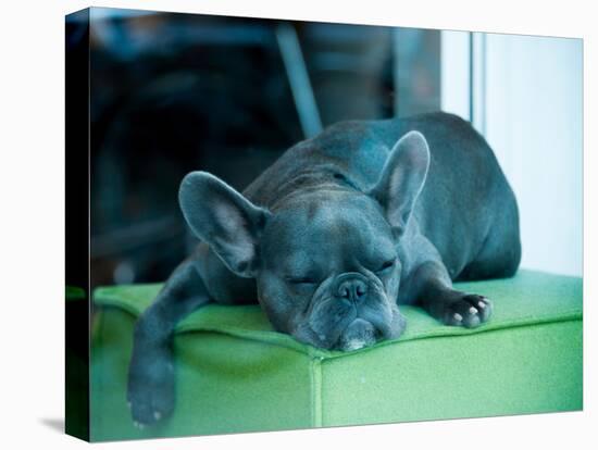 Guard Dog-Sharon Wish-Premier Image Canvas