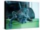 Guard Dog-Sharon Wish-Premier Image Canvas