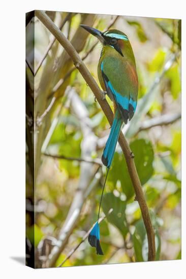 Guardabarranco (Turquoise-Browed Motmot)-Rob Francis-Premier Image Canvas